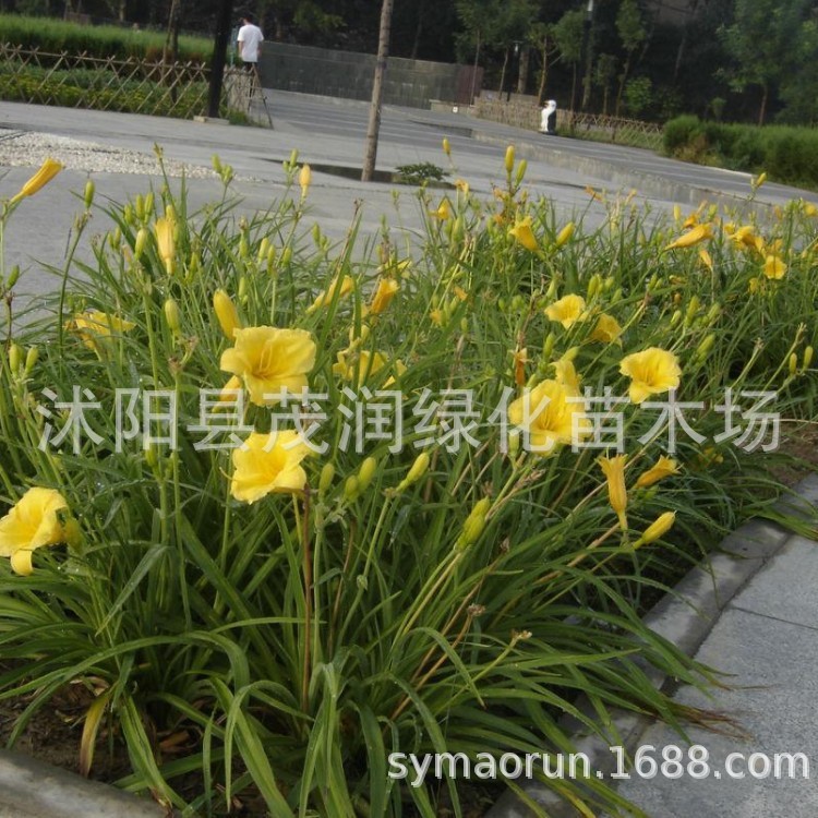 Supply of Cold-Resistant Ground Cover Perennial Florals Golden Doll Hemerocallis Seedlings Courtyard Road Park Greening with Strong Adaptability