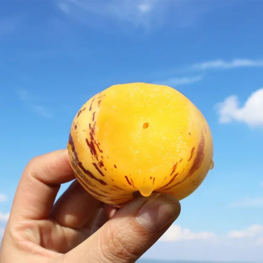 [Yunnan Stone Forest Ginseng Fruit] Ripe and Freshly Picked Yellow Round Fruits from the Tree Are Delicious 2.5kg Fresh Fruits Dropshipping