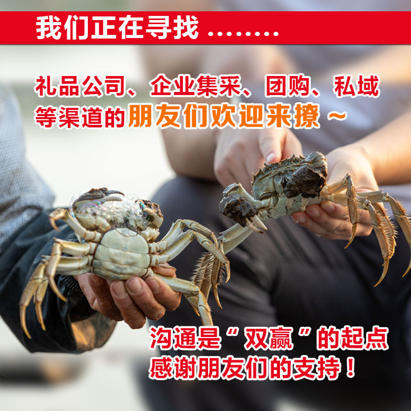 Fresh Crabs, Fresh Hairy Crabs, Suzhou Hairy Crabs, Carefully Selected Crabs, Ready-To-Ship Hairy Crabs