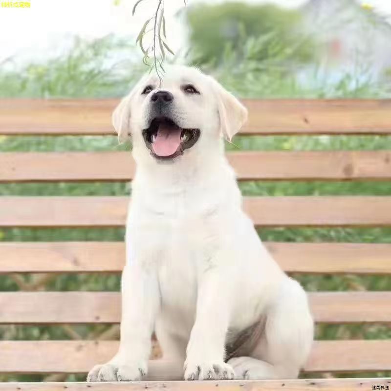 Purebred Labrador Puppy Milk White Black Labrador Guide Dog Divine Dog Xiaoqi Living Pet Dog