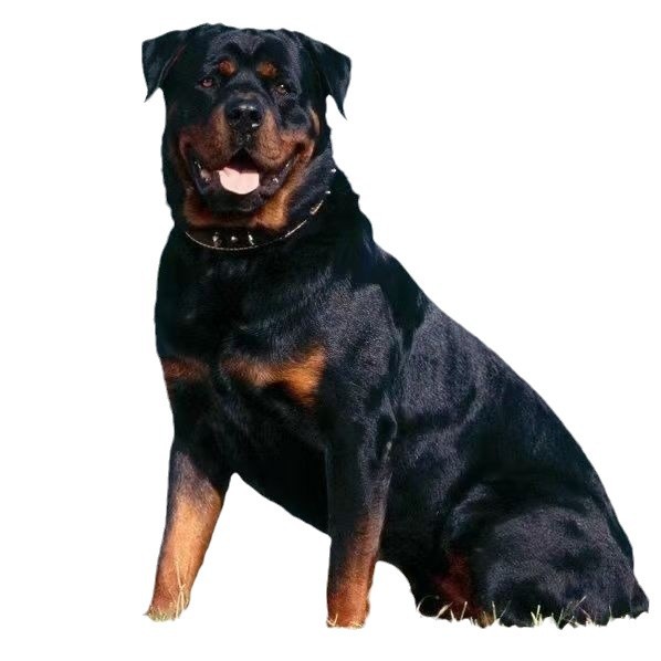 Purebred Rottweiler Puppy Live Dog Double Blood Rottweiler Puppy Live Dog Rottweiler Medium Pet Bulldog