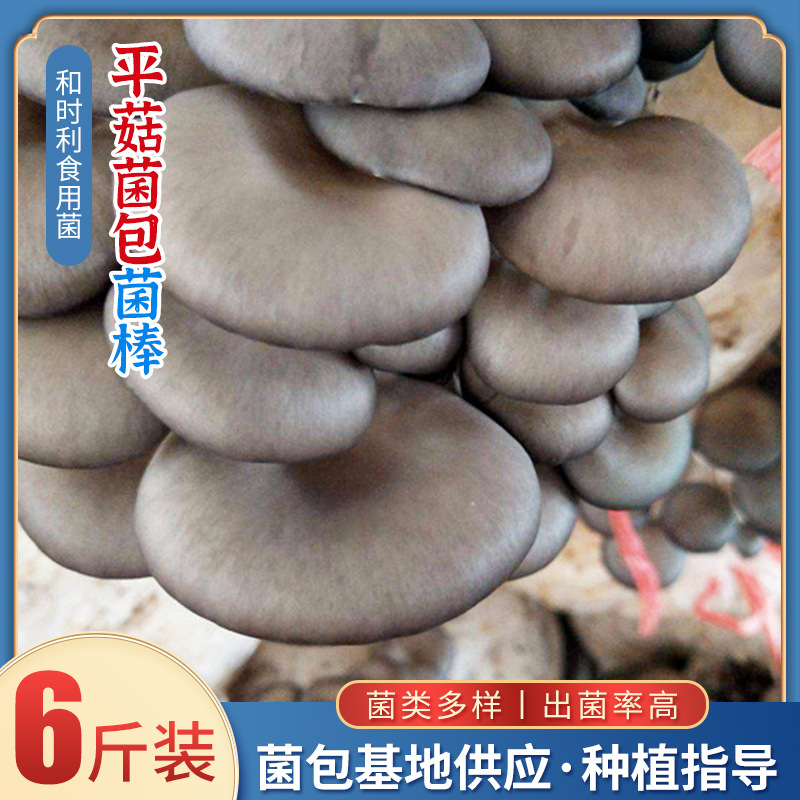 Пакет съедобного гриба ранней осенью, пакет мицелия устрицы, 3кг пакеты мицелия.