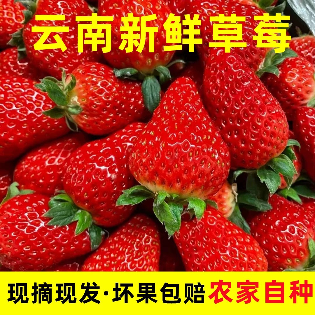 Клубника четырех сезонов Юннань свежая коммерческая для выпечки молочного чая сахарная тыква специальная база прямая доставка в наличии
