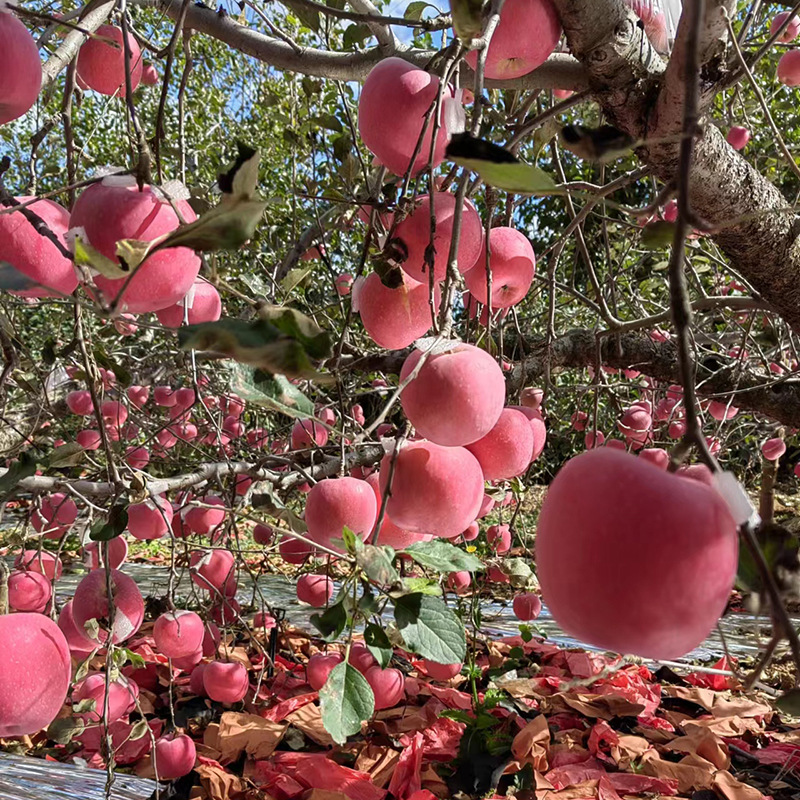 Yantai Red Fuji Apple Fresh Fruit Seasonal Whole Box Gift Box Qixia Rock Candy Heart Ugly Apple Straight from Origin