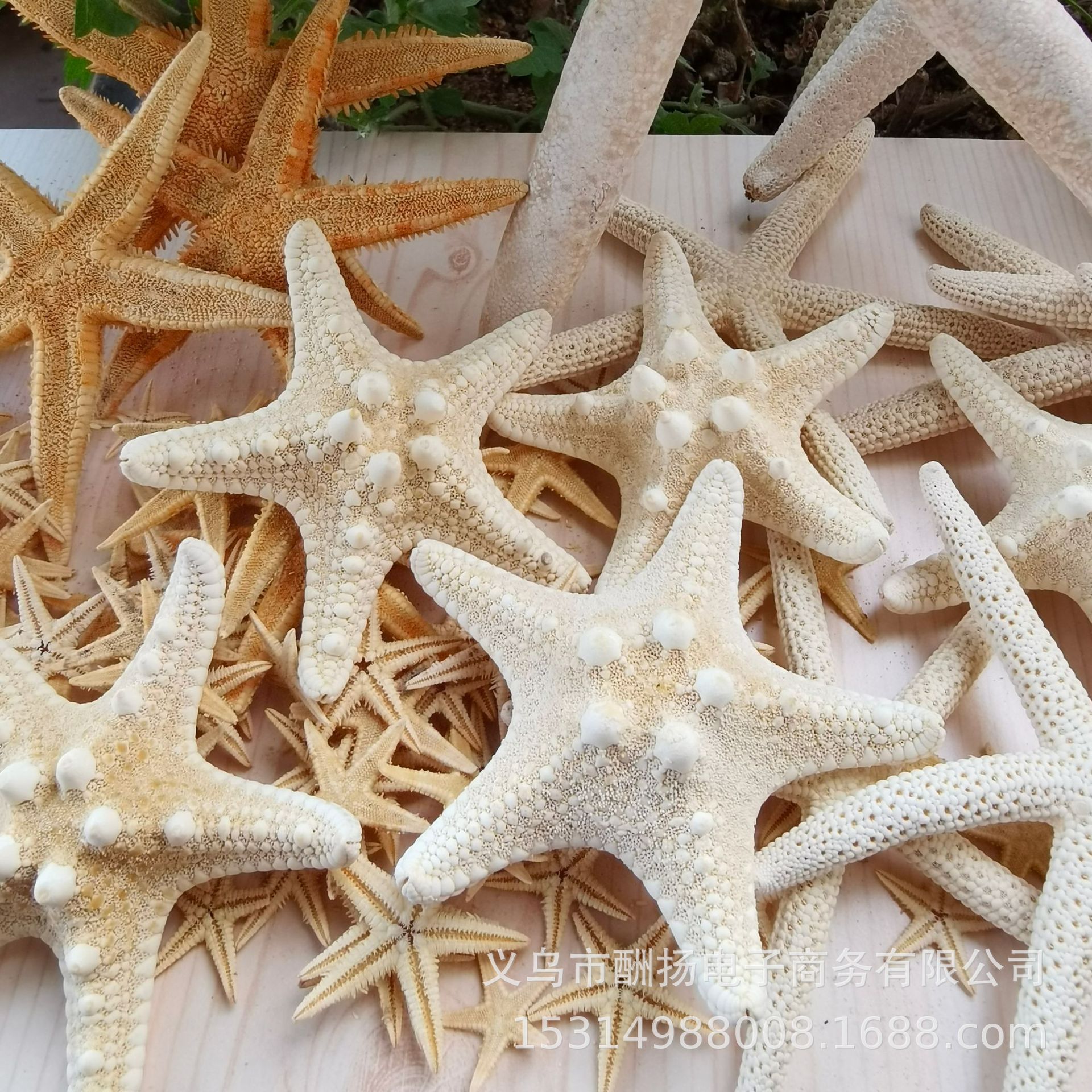 Various Natural Starfish Handmade Materials DIY Natural Conch Shells Jewelry Accessories Factory Direct Sales