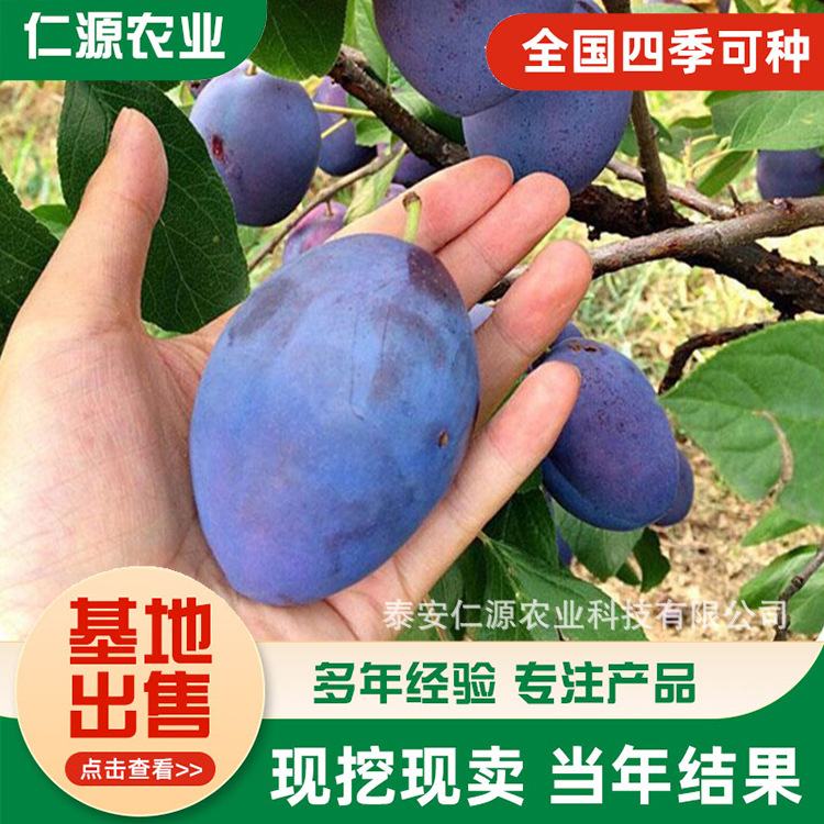 Plum Sapling Varieties, Prune Plum Saplings, New Varieties, Prune Plum Saplings, Grafted French Plum Saplings