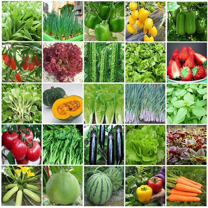 Vegetable Seed Wholesale Company Genuine Four-Season Sowing Winter Balcony Courtyard Easy Planting Encyclopedia Seeds of Various Vegetables