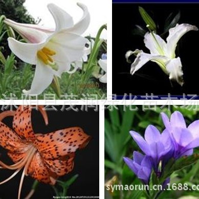 Supply of Lily Bulbs Ornamental Lily Seedlings Shipped with Buds