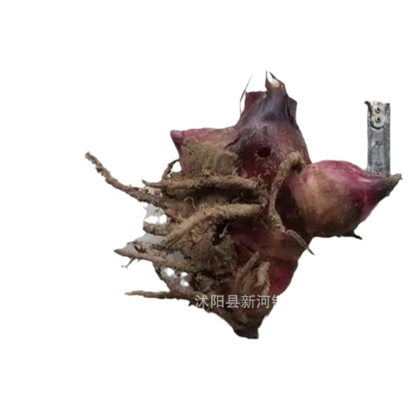 Canna Bulbs, Large-Flowered Canna Bulbs, Perennial Canna Seedlings, Courtyard Indoor Green Plant Bulbs, Easy to Survive