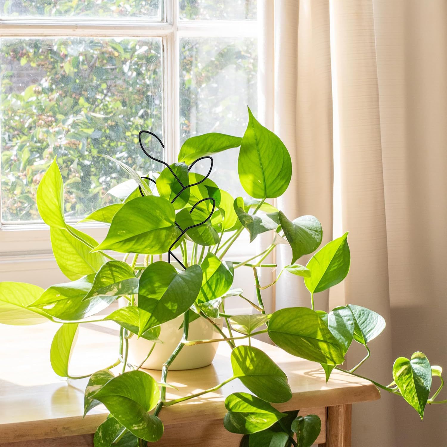 Amazon Outdoor Potted Plant Stand Plant Climbing Frame Creative Leaf Climbing Vine Flower Stand Gardening Fixed Ironwork Rod