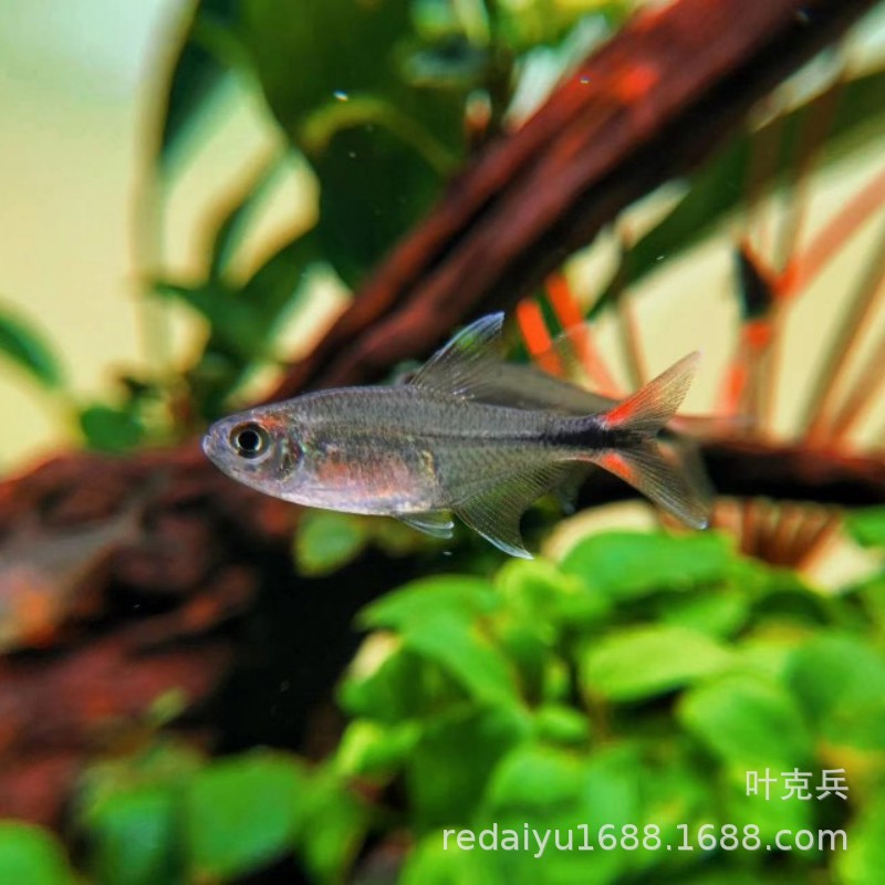 Шанхайская тропическая рыба, красный хвост, серебряный крючок, южноамериканская, высококачественная ламповая рыба, пресноводная, группа плавающих рыб в травяном аквариуме