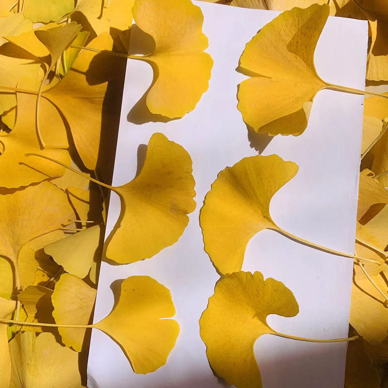 Ginkgo leaf dried flower true leaf plant specimen children's handmade diy hand painting flower sticker embossed ginkgo leaf