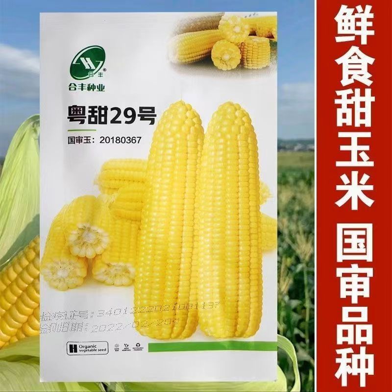 Guangdong Sweet No. 29 Fruit Corn Seeds, Early Maturing, High Yield, Super Sweet, Raw Eating, Extra Large Corn Seeds, Four-Season Vegetable Seeds