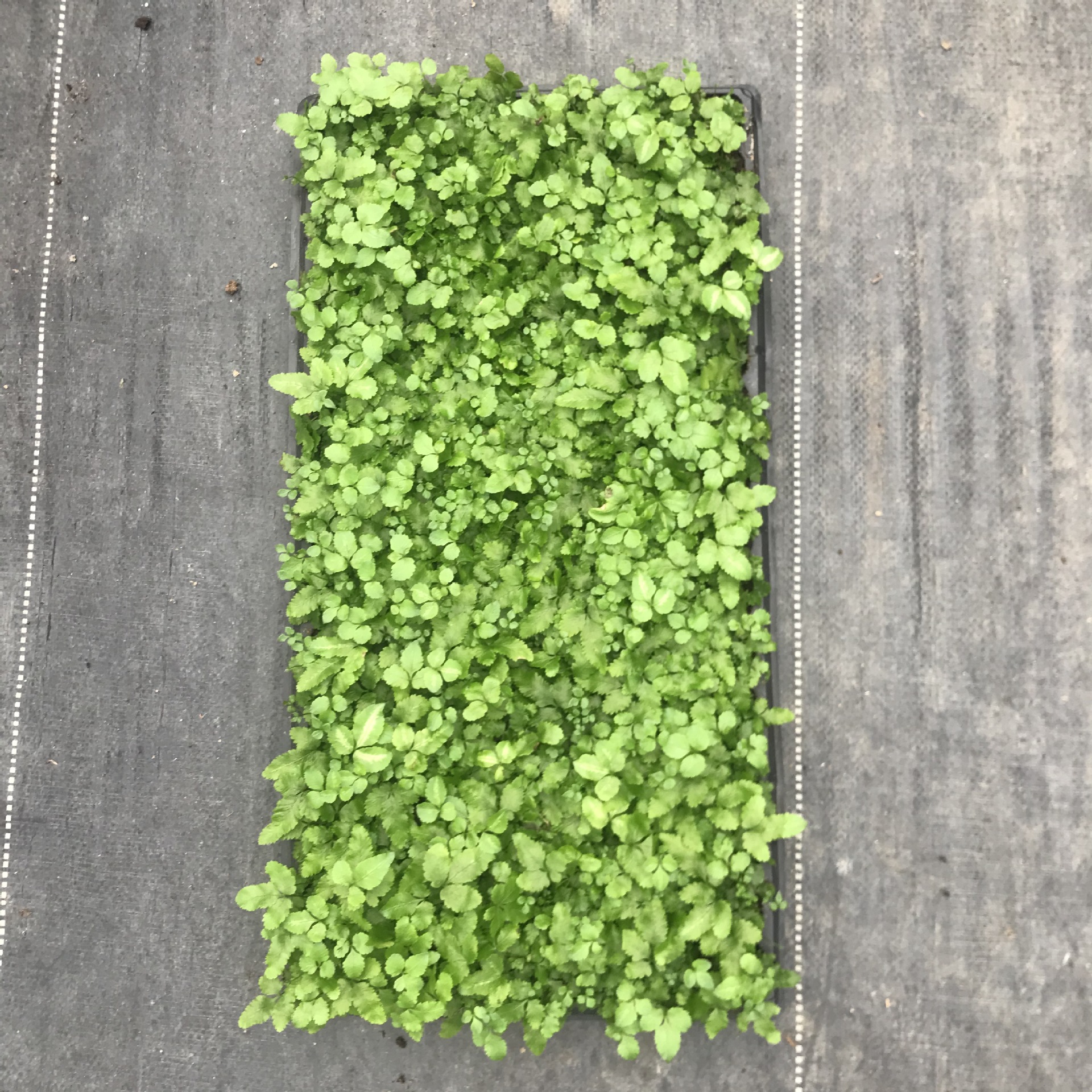 Micro-Landscape Awa Line Fern Dense-Leaf Fern Plant Shade-Tolerant Living Room Indoor and Outdoor Maintenance Easy to Live Interesting Evergreen All Year Round