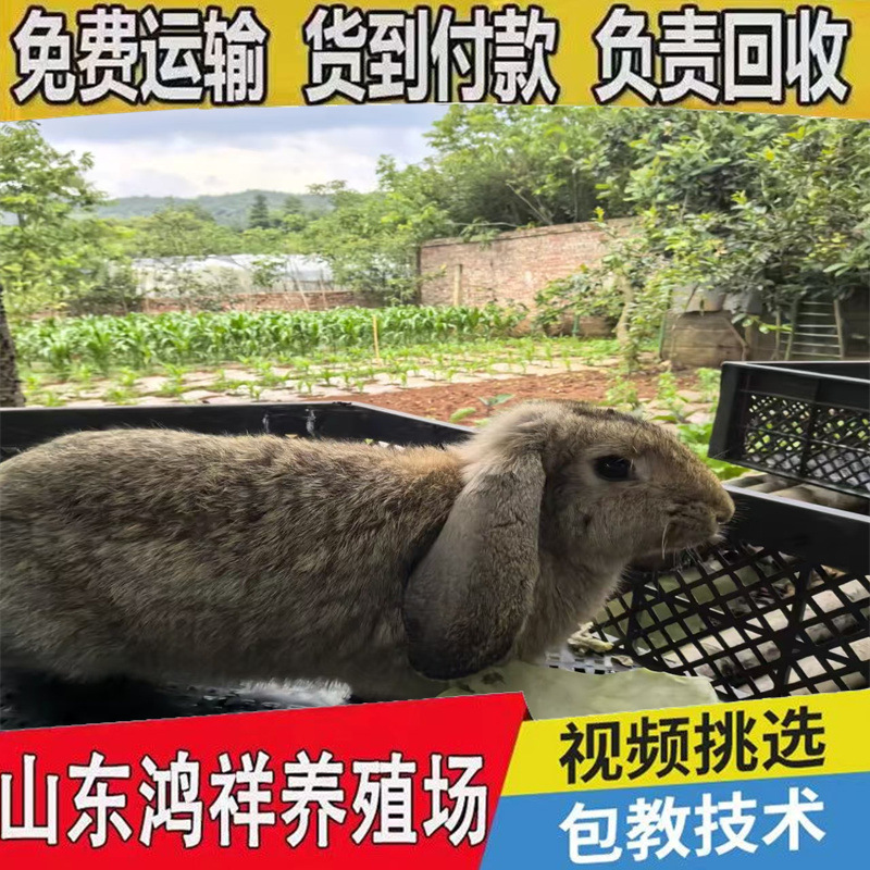 Shandong Sheep and Rabbit Large Farms Sell German Sheep and Rabbit Lop-Eared Rabbits with Transport Sheep and Rabbits with Strong Resistance
