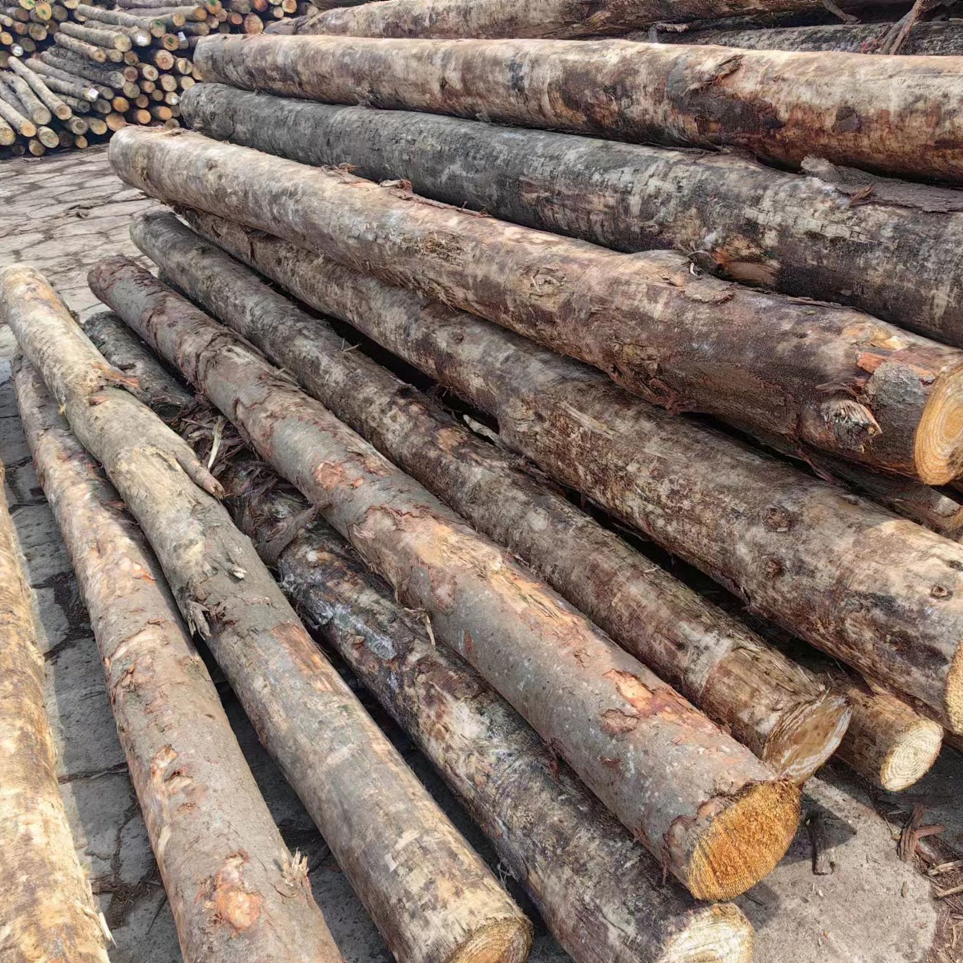 Australian Pine Piling Wood Flood Prevention Wood Pile Australian Pine Log Wood Supplies Various River Construction Site Logs Anti-Corrosion Wood