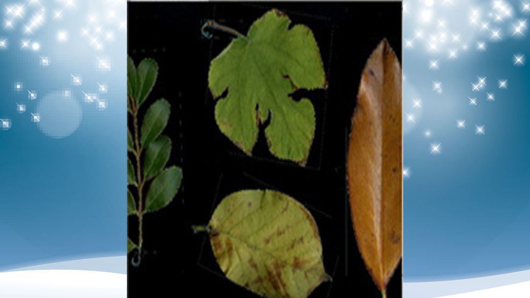 Система анализа изображений растений модель DF-NHZL-LAS