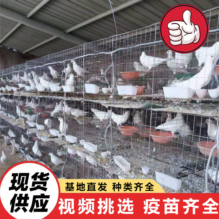 На продажу: большие мясные голуби с белыми перьями, американские королевские голуби