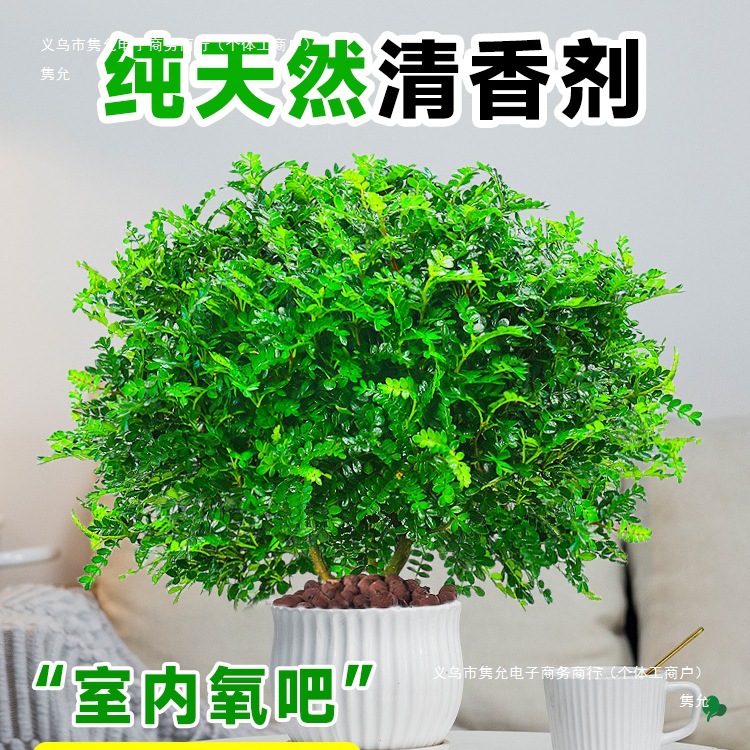 Bonsai Green Plants of Fragrant Wood Potted Indoor Mosquito Repellent Plants Pepper Leaves Office Flowers