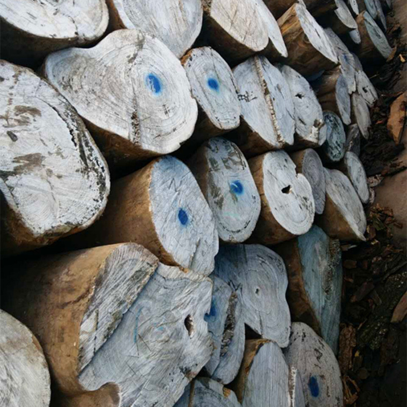 Производство и поставка аргентинского зеленого сандалового дерева, высококачественное аргентинское зеленое сандаловое дерево, звоните для консультации