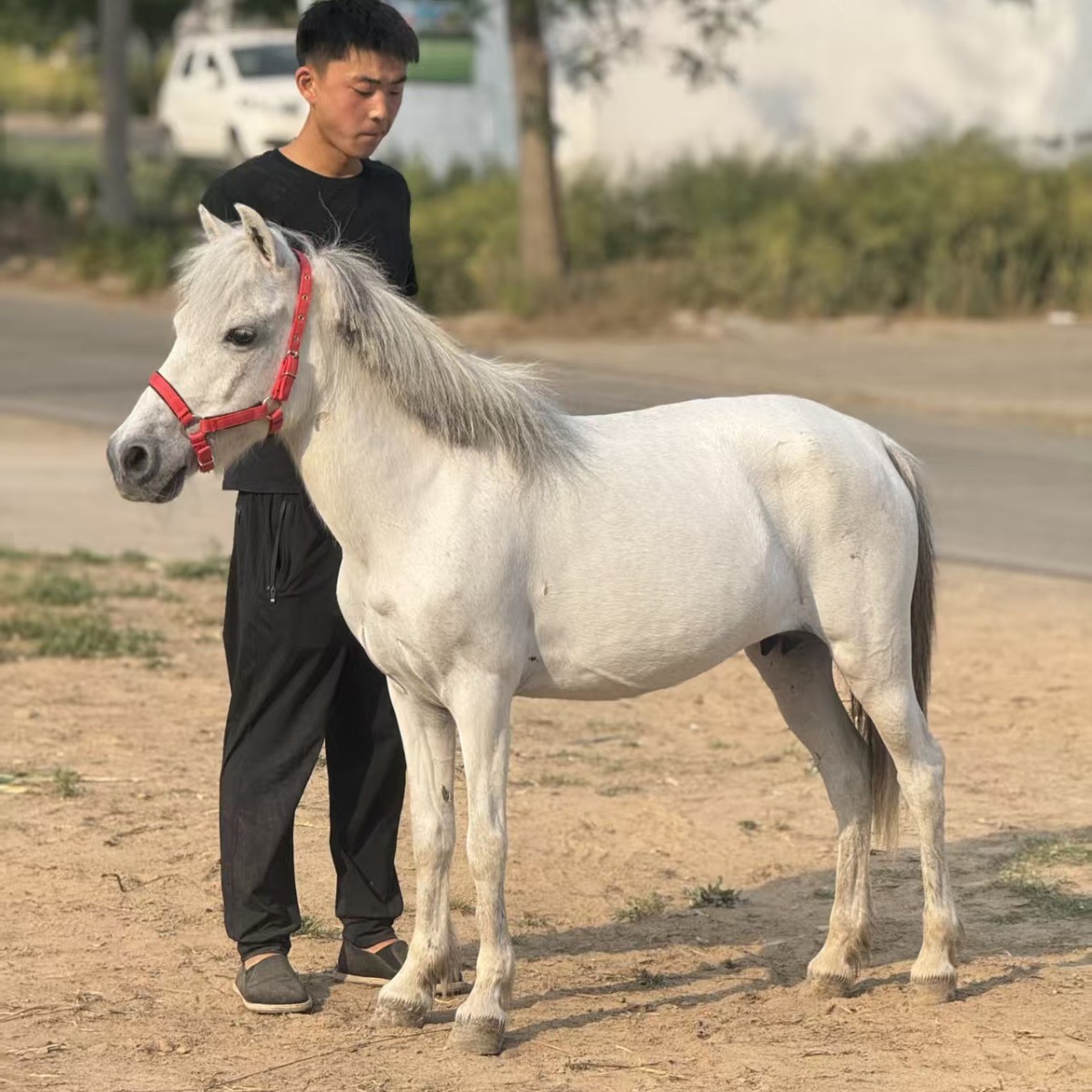 Purebred Debao Miniature Pony, Mini Pony for Pulling Carts, Children's Riding Pony, Miniature Pony for Estate and Scenic Area Viewing
