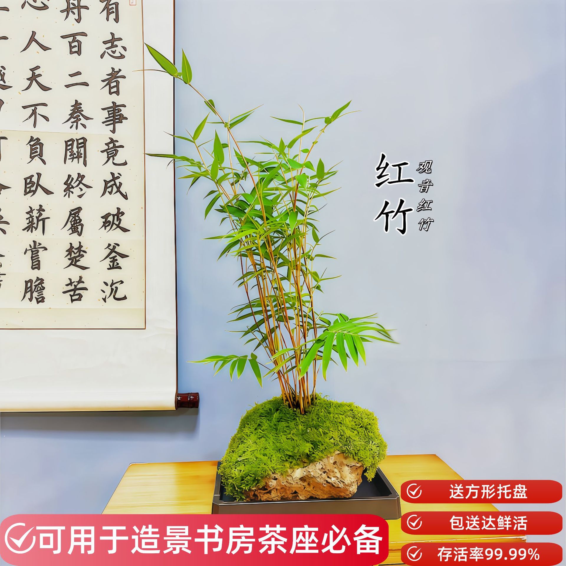 Впитывающий камень, красный бамбук с оригинальным каменным декором для ландшафтного дизайна, комнатный, четырехсезонный вечнозеленый горшечный базовый прямой бамбук