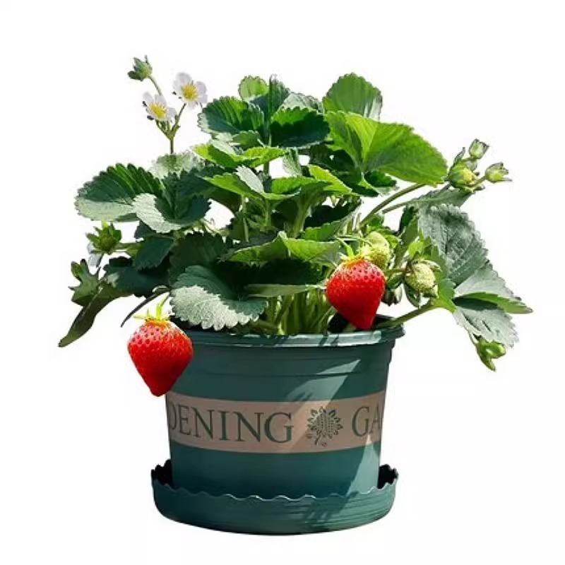 Premium Seedlings for All Seasons Potted Edible Indoor Balcony All-Season Fruit Cream Strawberry Seedlings Red Strawberry