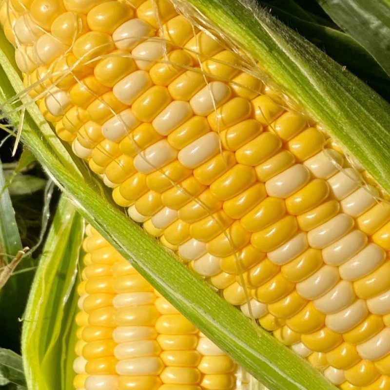 Fruit Corn Yellow Sweet Fruit Corn 5kg Vegetables Freshly Picked Sweet Corn Super Sweet Ready-To-Eat Corn Substitute for Pregnant Women
