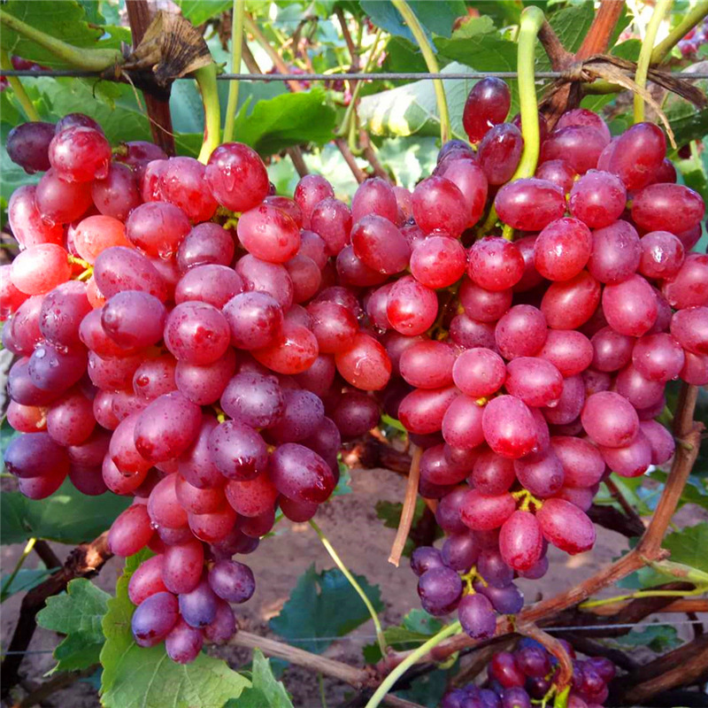 1.50kg Seedless Karen Sheng Grape Fresh Pregnant Women Red Zipper Fruit Seasonal Whole Box Non-Jufeng Shunfeng Postage