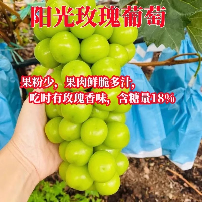 [2 Gallon Pot] Sichuan Grape Seedlings Rose Fragrance Queen Basin Planting Courtyard Planting Fruit Tree Seedlings