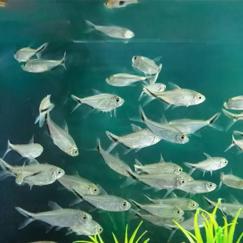 Black Tail Big Hook Fish Living Flag Small Lantern Fish Grass Tank Group Tour Tropical Ornamental Fish Fishing Farm Direct Sales Package