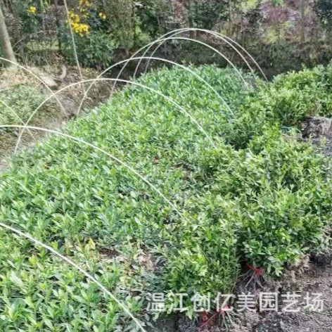 Spring Cuckoo, Summer Cuckoo, Western Cuckoo, Base Direct Supply of Ground Cover Plants, Various Plant Greening