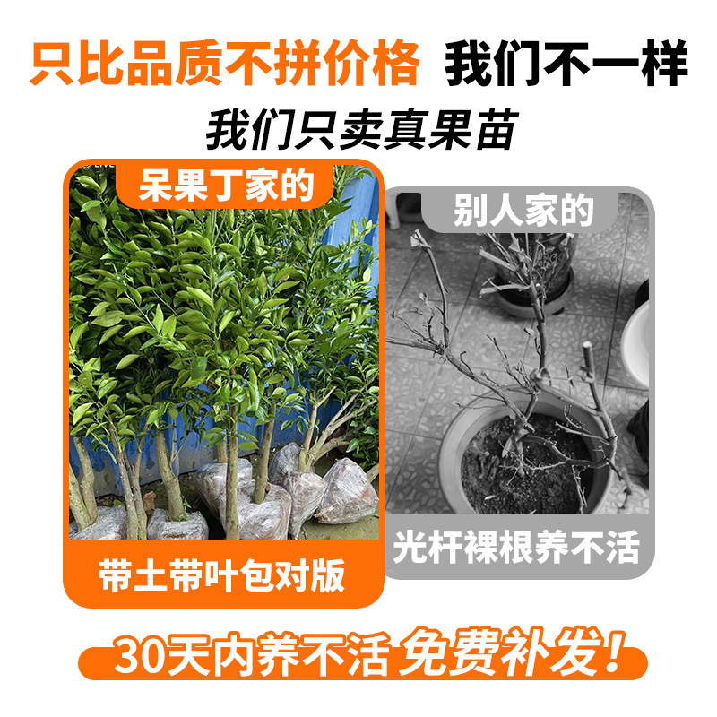 Authentic Sichuan Spring Mandarin Seedlings, Ugly Orange Mandarin Citrus Fruit Tree Seedlings for Courtyard Planting, Produces Fruit in All Seasons