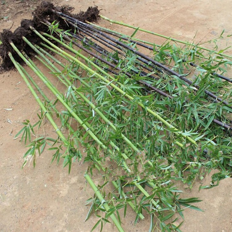 Bamboo Seedlings for Courtyard Greening Plants, Gold Inlaid Jade Bamboo, Purple Bamboo Seedlings, Green Bamboo Seedlings, Moso Bamboo, Arhat Bamboo Seedlings, Large Ground Planting