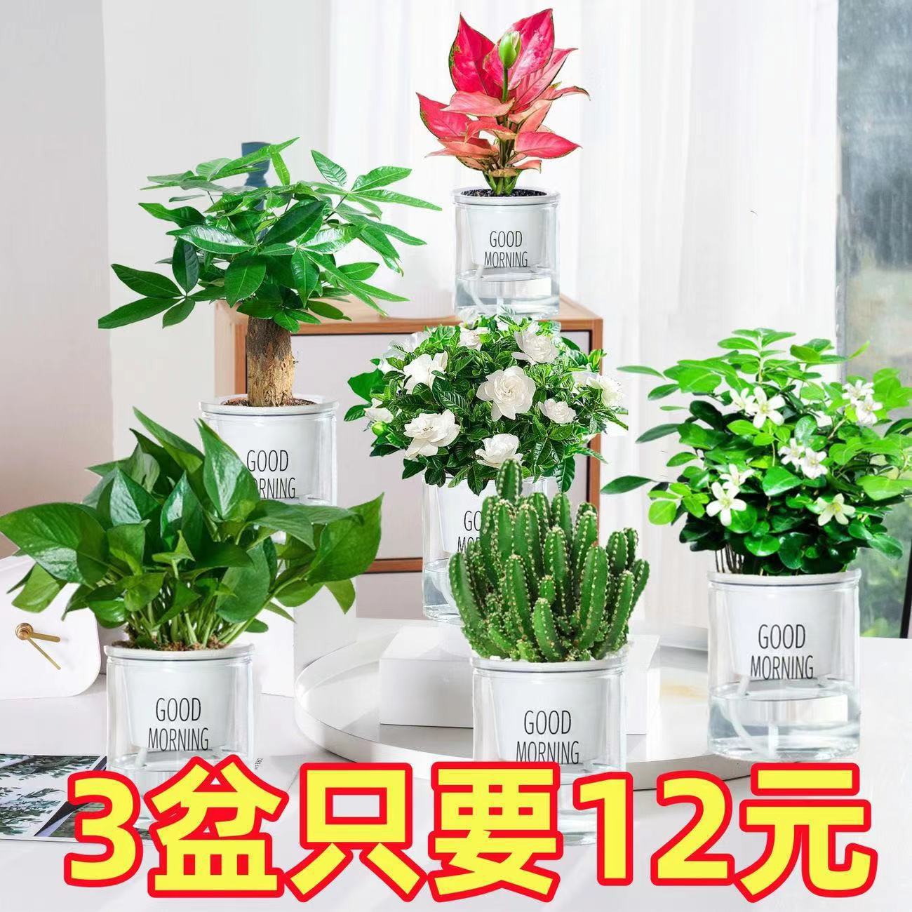 Зеленый укроп богатый дерево спаржа мясистое цветочное горшечное растение для дома мята богатый бамбук гидропонное маленькое зеленое растение для хорошего ухода