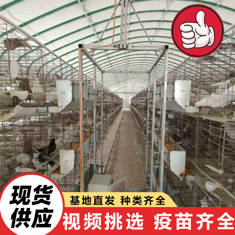 For Sale: Large White-Feathered Meat Pigeons, American Floor-Standing King Pigeons, Shandong Jinan Large Meat Pigeon Breeding Base