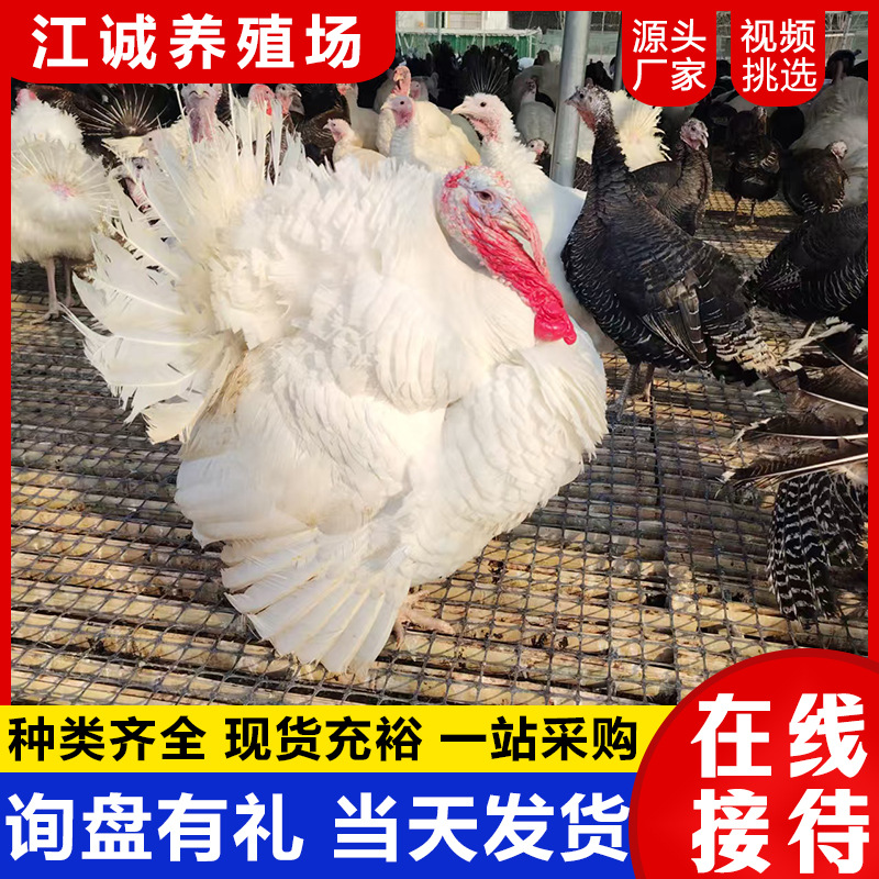 Purebred Half-Sized Bronze Turkey Live Chicks 0.5kg Authentic Large Turkey Brooding Chicks Half a Pound Price Breeding Base