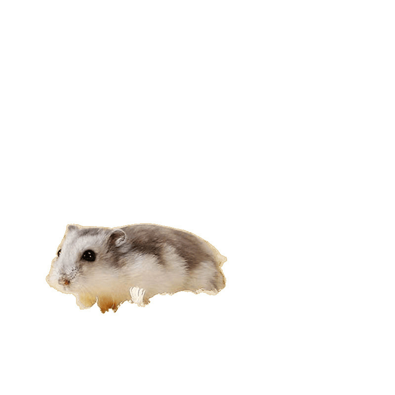 Hamster Sawdust, Poplar Wood Shavings, Deodorizing, Dust-Free, Water-Absorbent, Golden Bear Pet Supplies, Four-Season Poplar