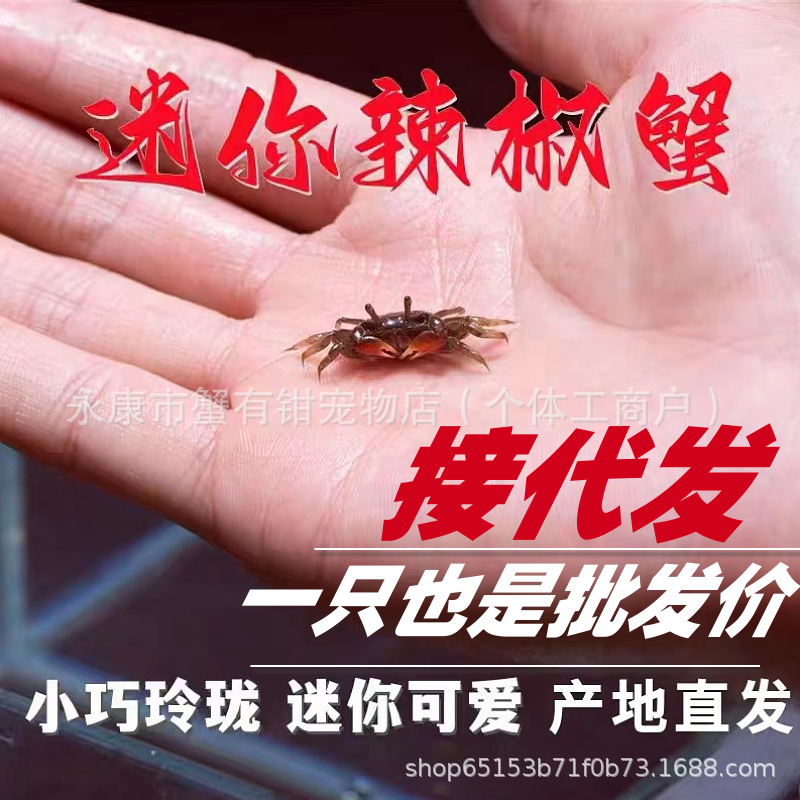 Перцовый краб, мини-краб, живой краб, декоративный краб, красный краб, оптовая продажа