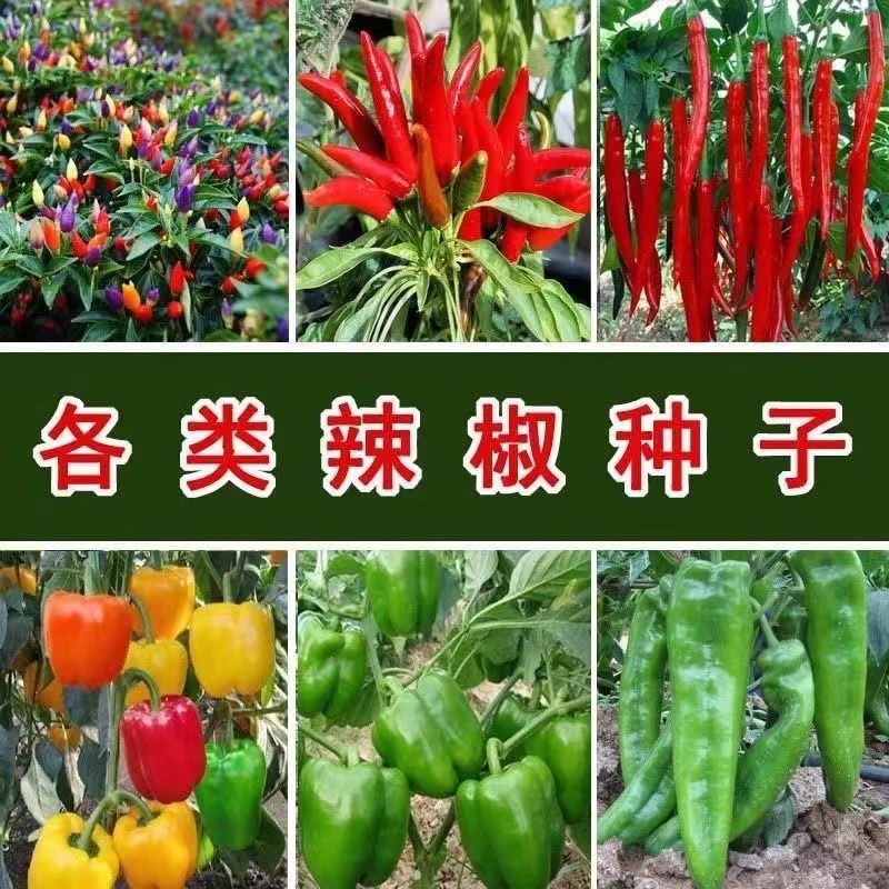 Pepper Seeds, Four-Season Pepper, Screw Pepper, Thin-Skinned Green Pepper, Line Pepper Seeds, High-Yielding Garden Potted Vegetable Seeds