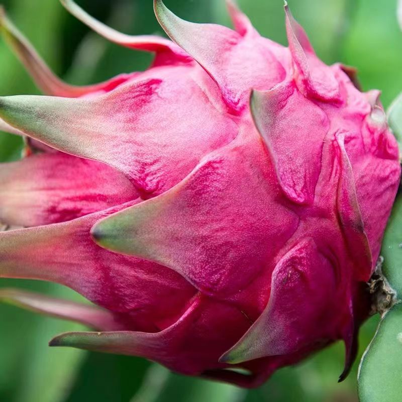 Guangxi Red Dragon Fruit Domestic 2kg 3kg 2.5kg Fresh Fruit Freshly Picked Red Dragon Fruit One Piece Generation