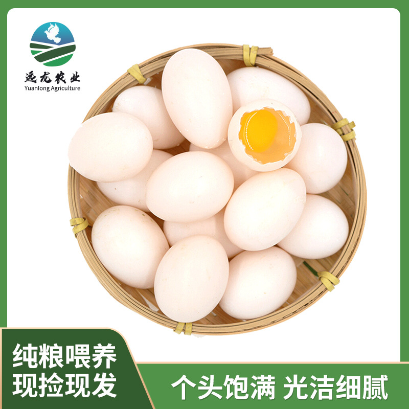 Оптовая продажа яиц голубей с ферм свободного выпаса, чистая органическая пища для беременных и детей, специальные яйца голубей для новорожденных
