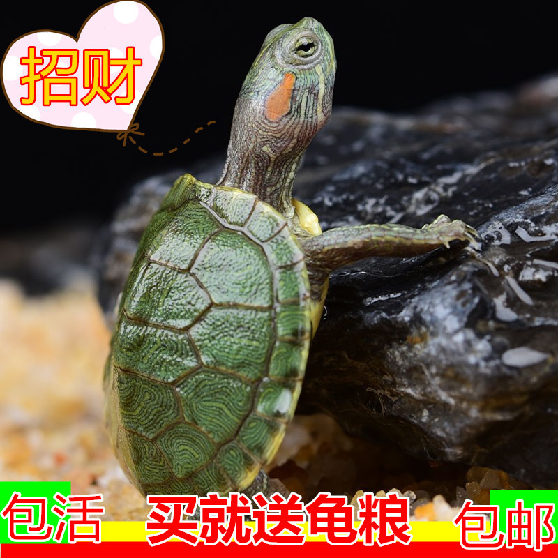 Source Factory Live Tortoise Brazilian tortoise seedling farm wholesale outer pond red-eared pet tortoise size live turtle