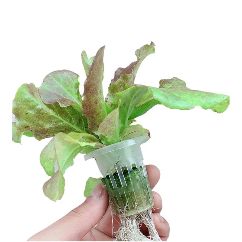 Hydroponic Plant Flower Planting Basket Round Deepened Vegetable Root Fixator Soilless Cultivation Equipment Hydroponic Plastic Carefully Selected