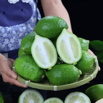 Guangdong Lemon Wholesale Jiangmen Planting Base Milk Tea Shop Cafe Food Factory Package Sf Express Lime