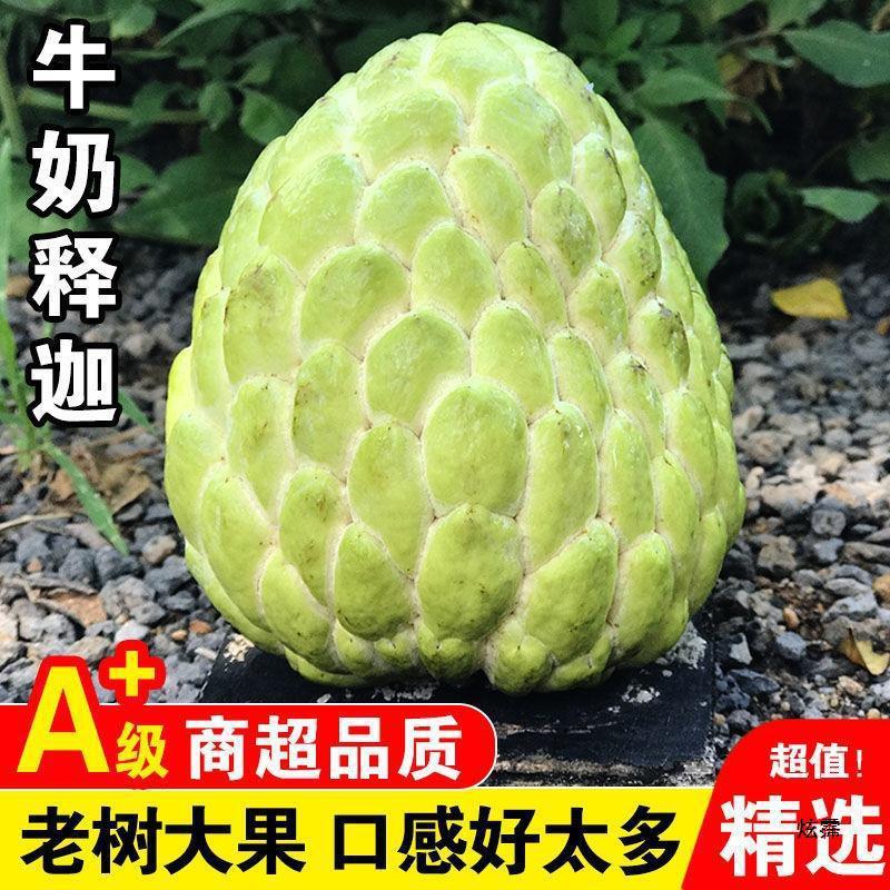 Milk Saba Fruit Fresh 2.5kg Pineapple Saba Fruit Seasonal Saba Fruit Buddha Head Fruit