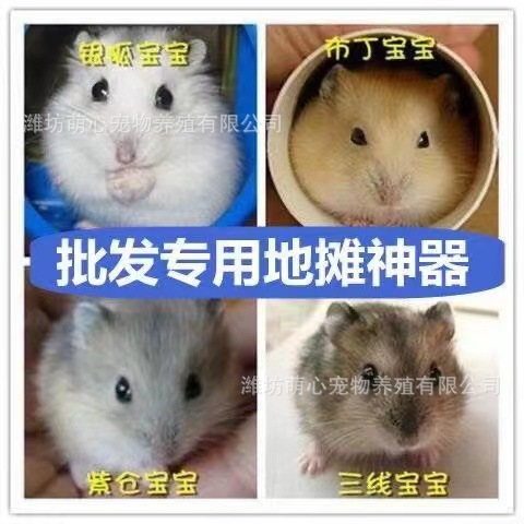 Оптовая продажа хомяков, живые трехлинейные фиолетовые хранилища, серебряные лисицы, свекровь, молочный чай