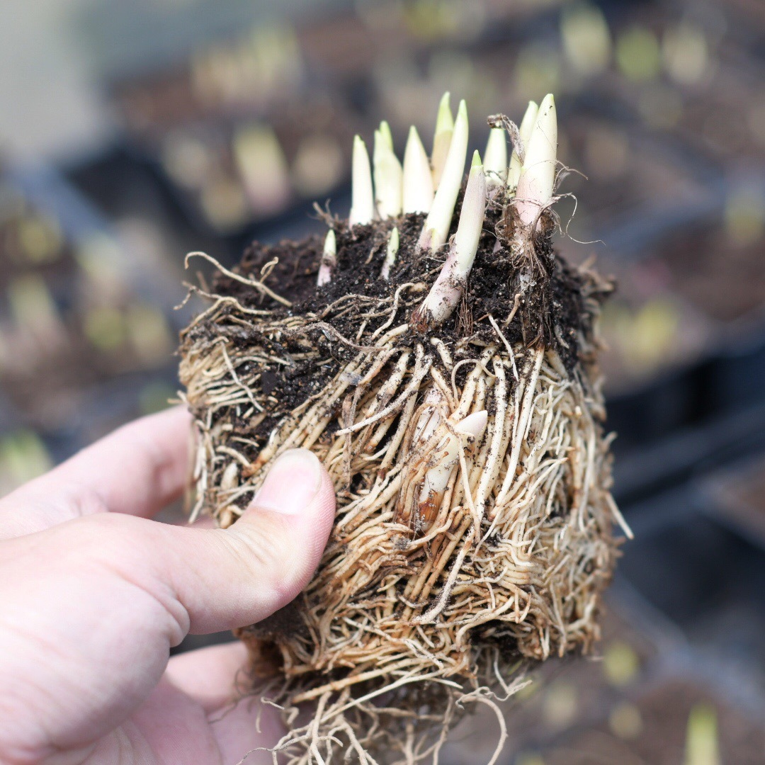 Lily of the Valley Seedlings with Buds, Strong-Scented Florals and Green Plants, Balcony Home Florals, Perennial Cold-Resistant Plants, Lily of the Valley Roots