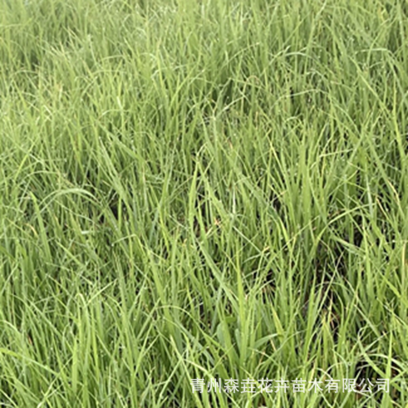 Little Rabbit Wolf Tail Grass Potted Plant, Leaf Rabbit Tail Grass, Sun-Loving and Cold-Resistant Courtyard Balcony Grass, Perennial Ornamental Grass