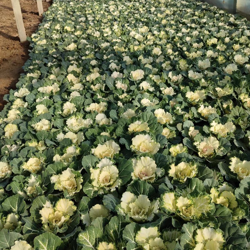 Potted Kalanchoe'Pigeon Series' - Red and White Winter Seasonal Grass Flower, Cold and Drought Resistant, Qingzhou Flower Kalanchoe